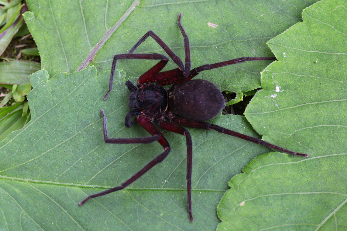 Heteropoda lebar 