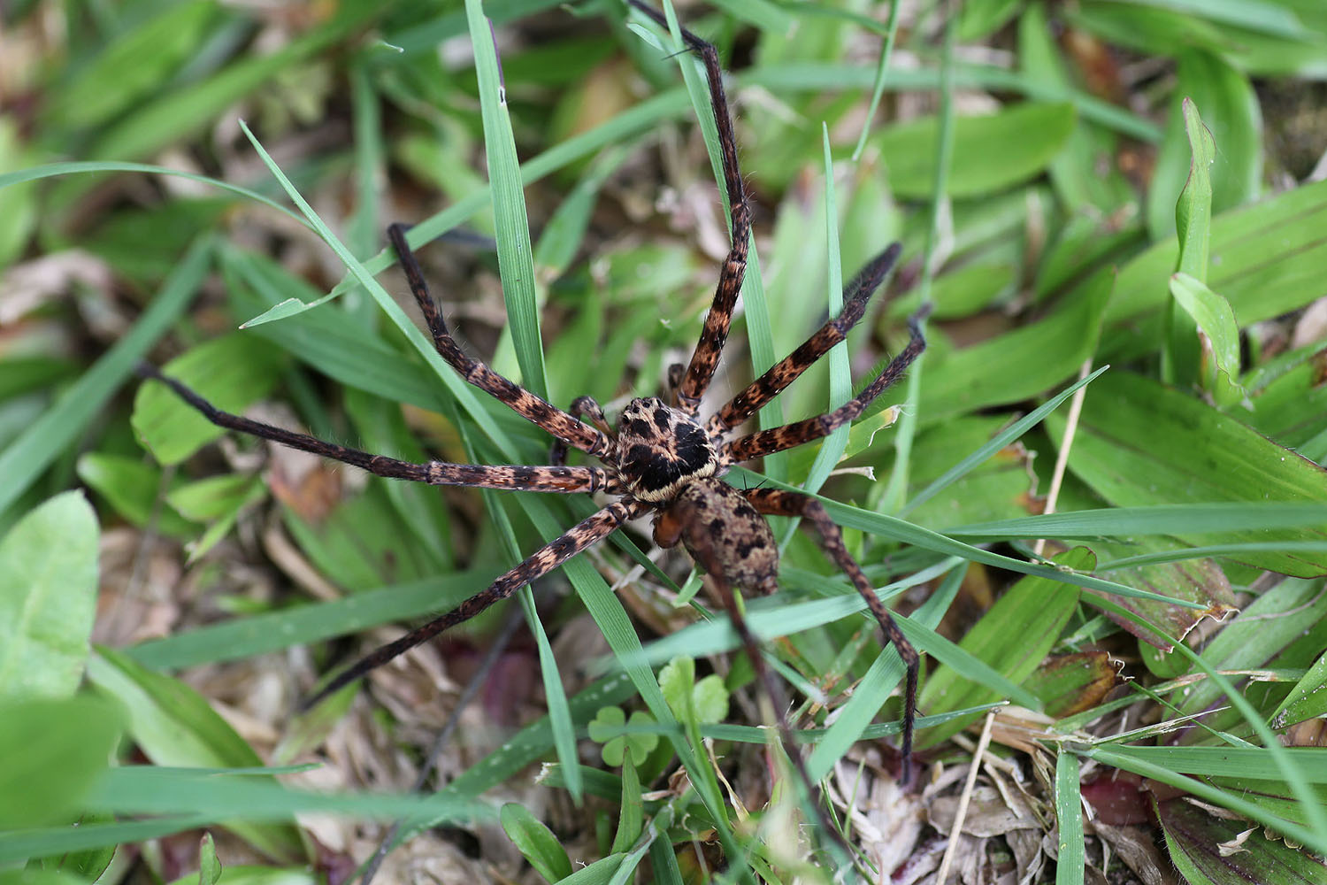 Heteropoda lebar 