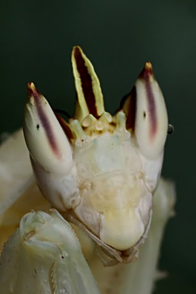 Hymenopus coronatus 