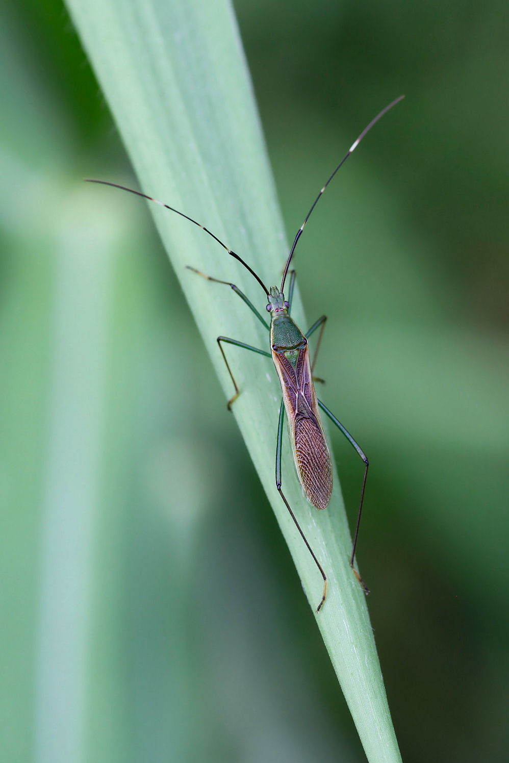 Leptocorisa varicornis 