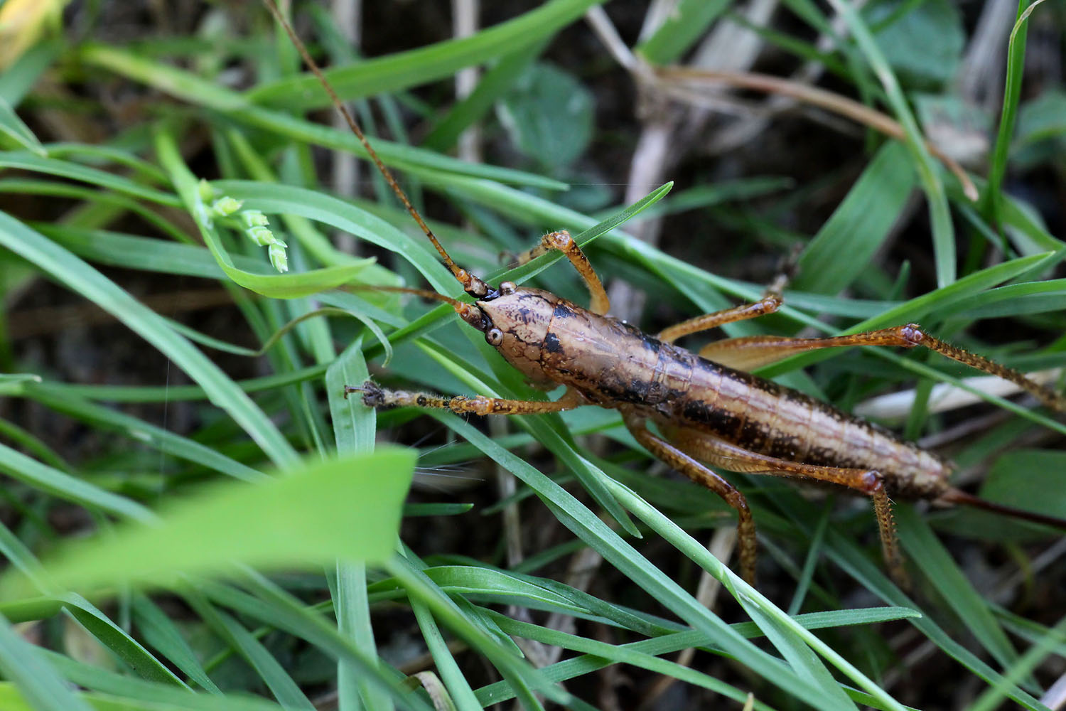 Lichnofugia malaya 