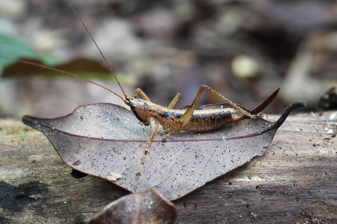 Lichnofugia malaya 