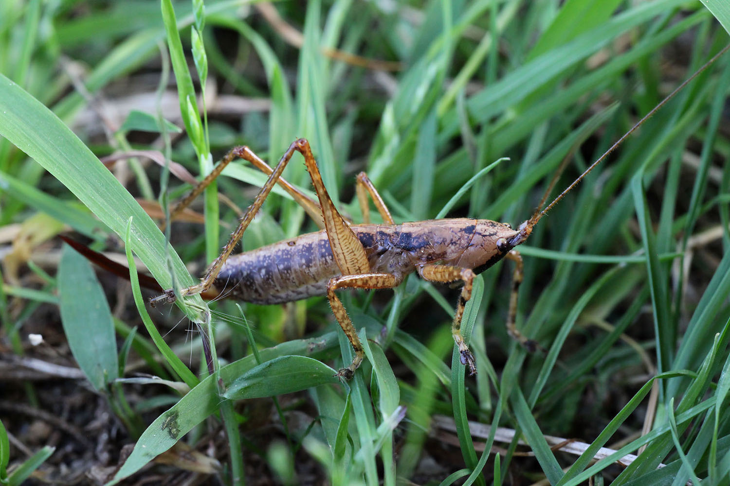 Lichnofugia malaya 