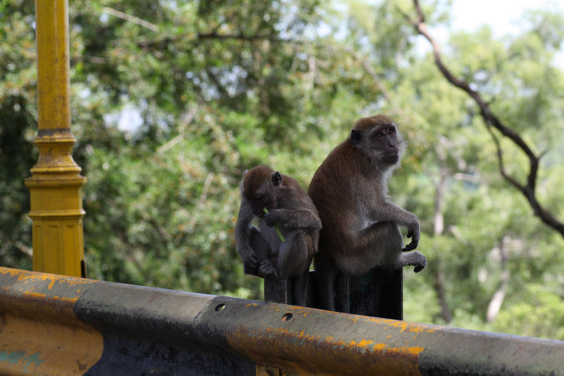 Macaca fascicularis 