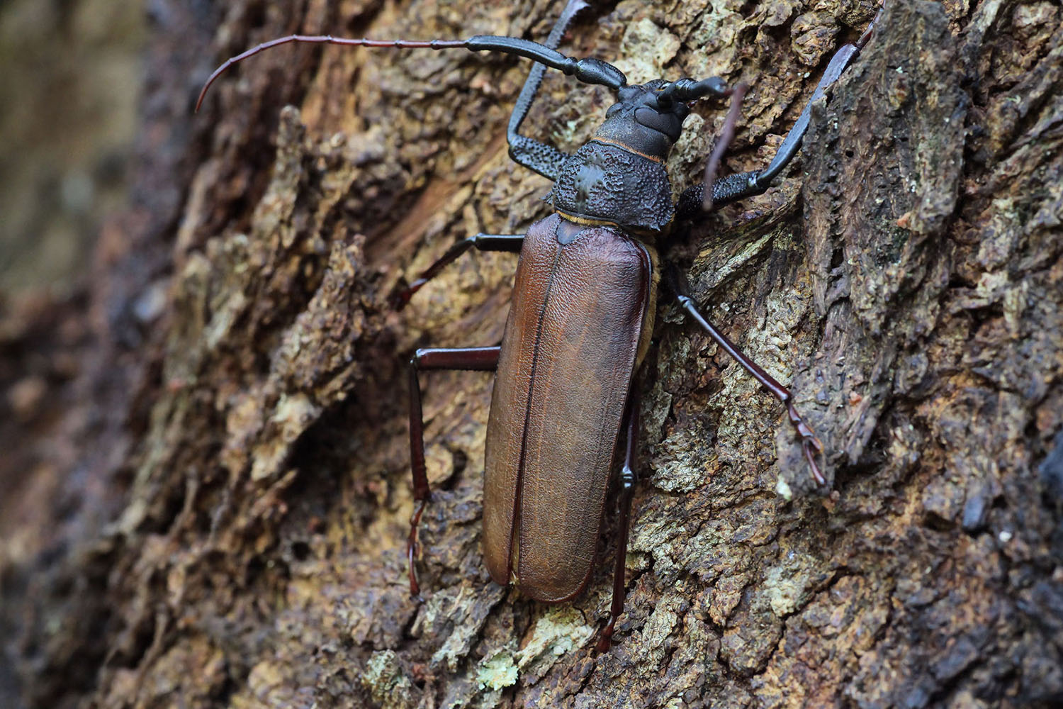 Macrotoma pascoei pascoei