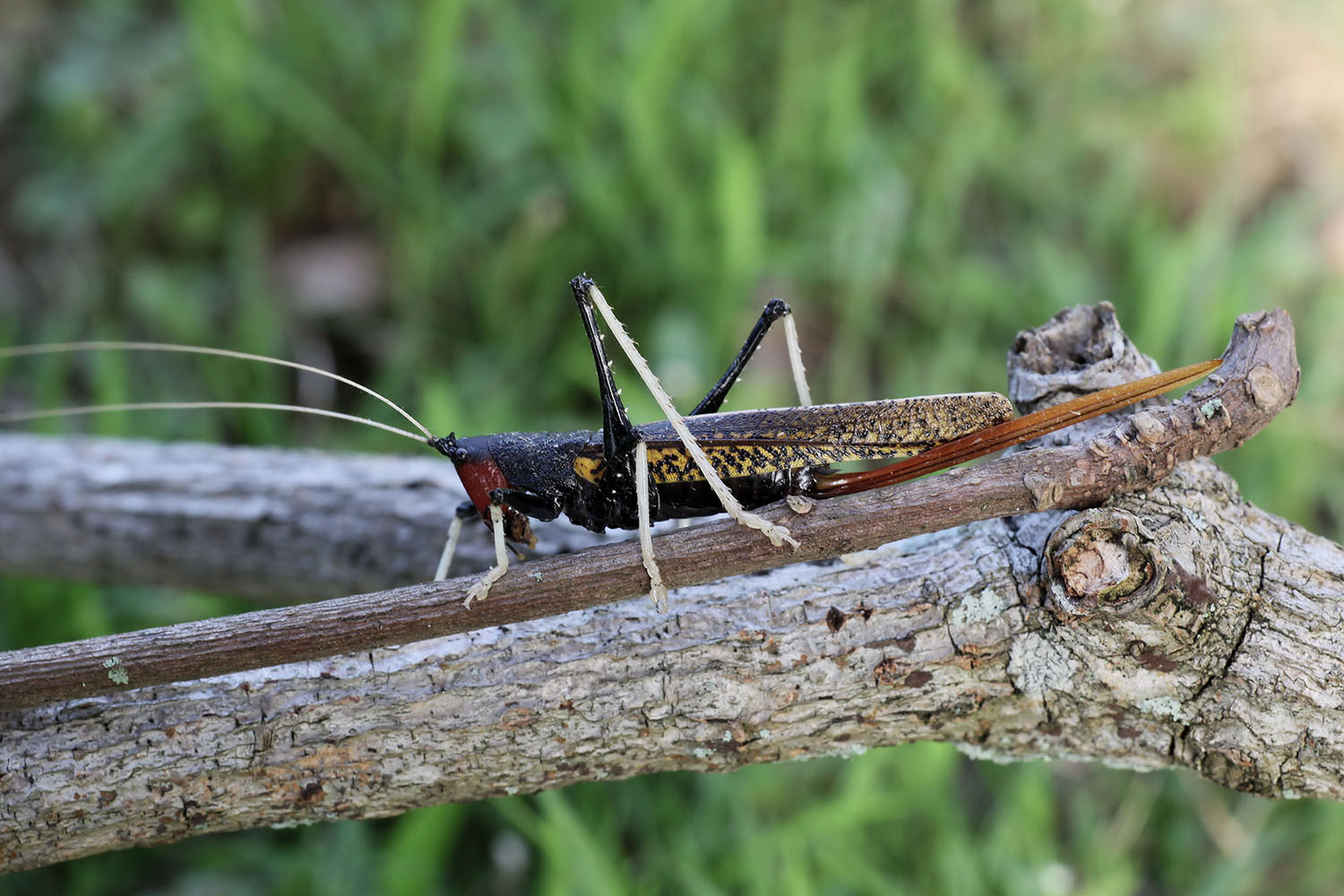 Macroxiphus sumatranus siamensis