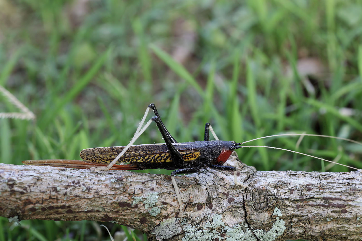 Macroxiphus sumatranus siamensis