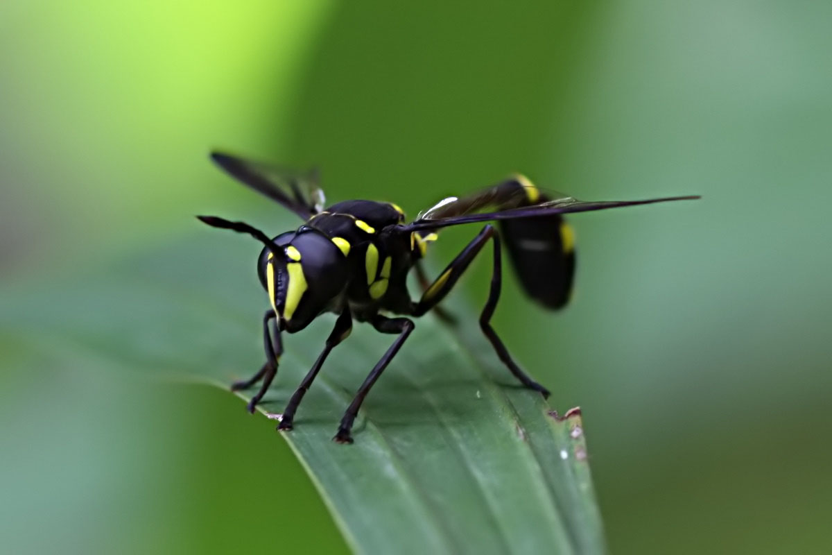 Monoceromyia javana 