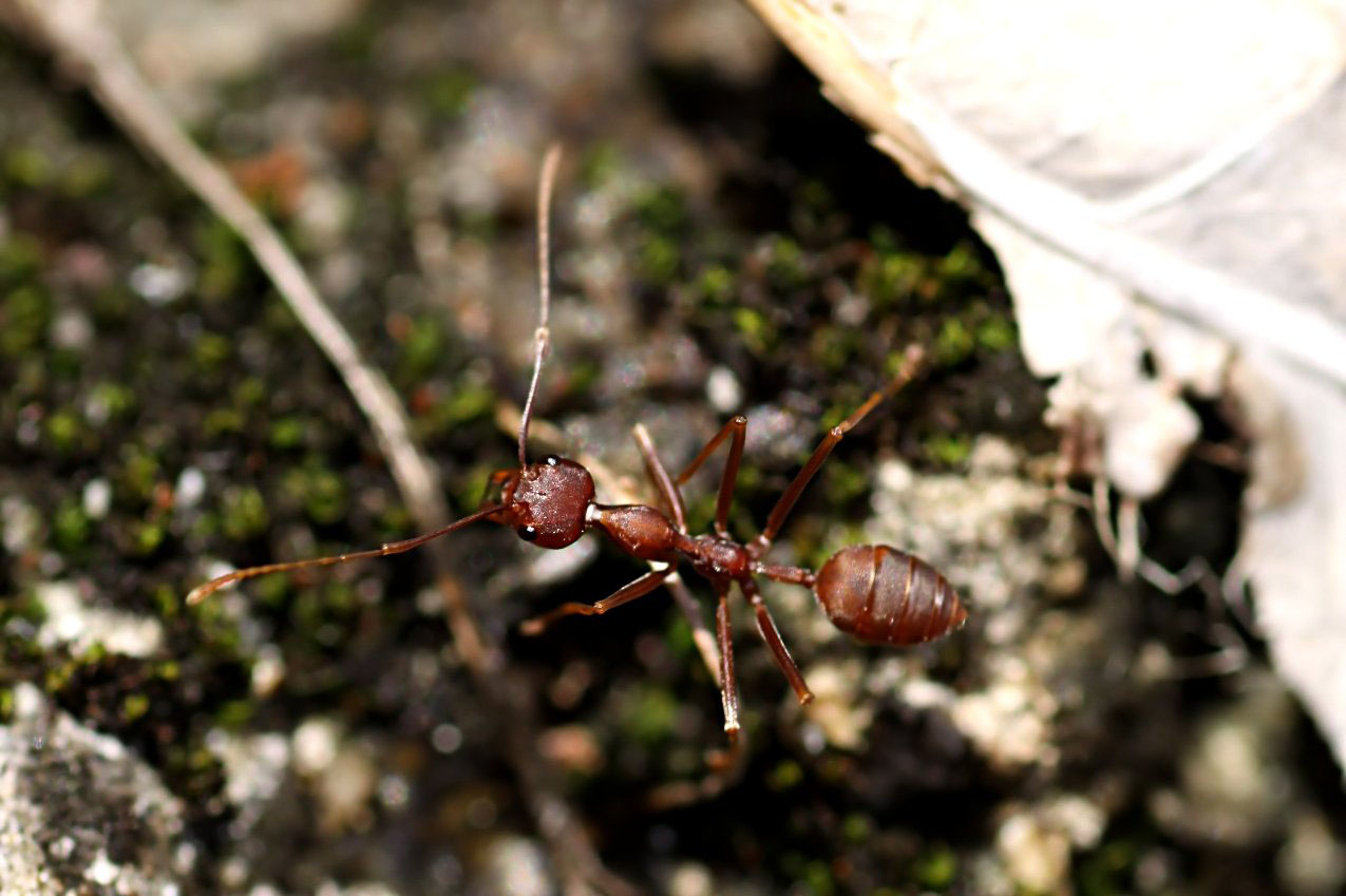 Oecophylla smaragdina 