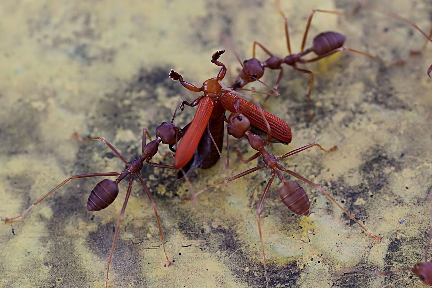 Oecophylla smaragdina 