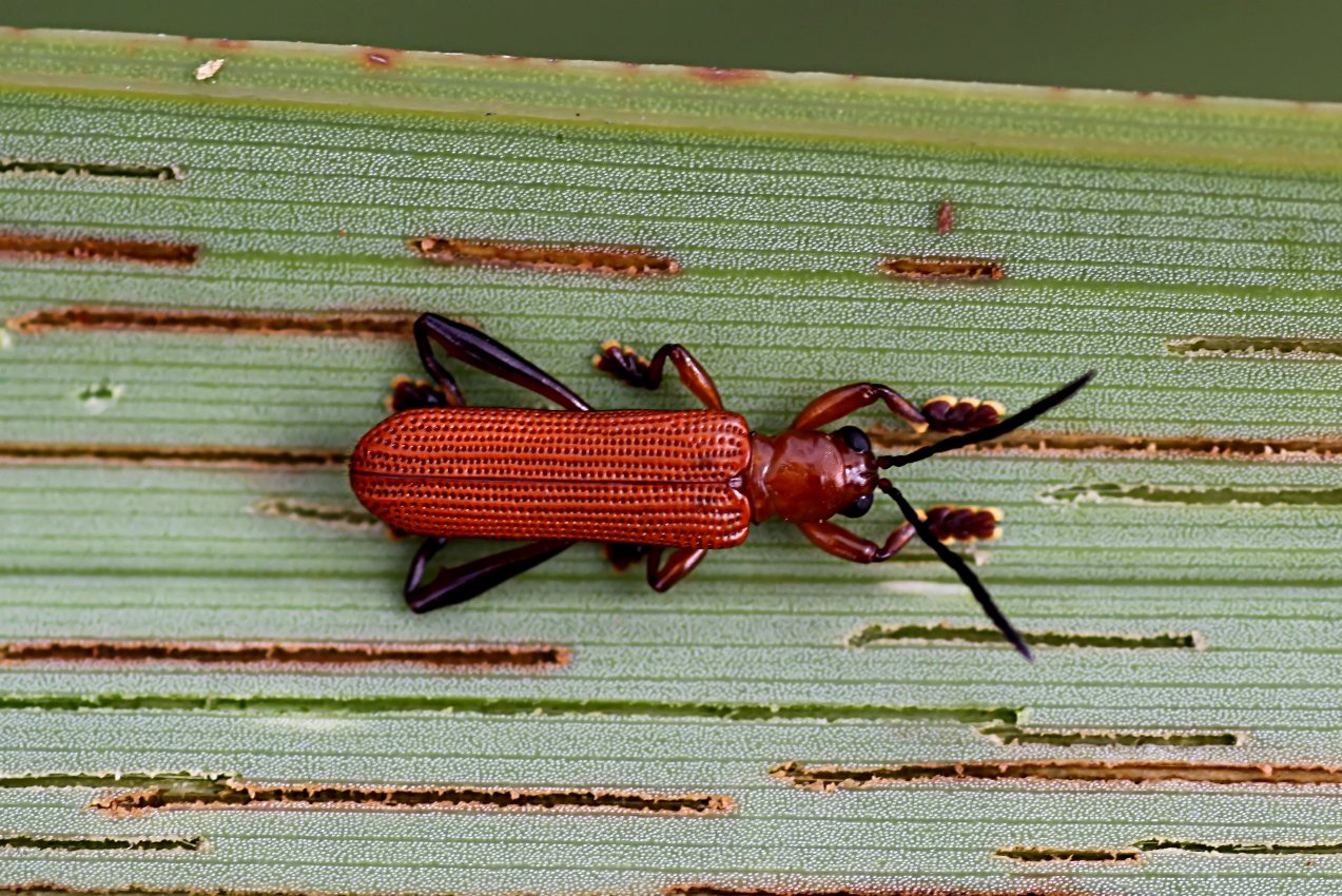 Promecotheca cumingii 