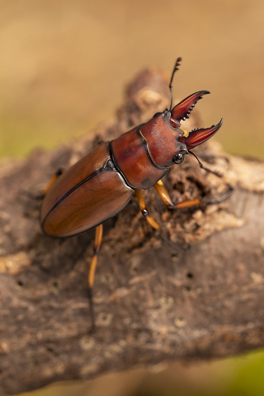 Prosopocoilus astacoides mizunumai