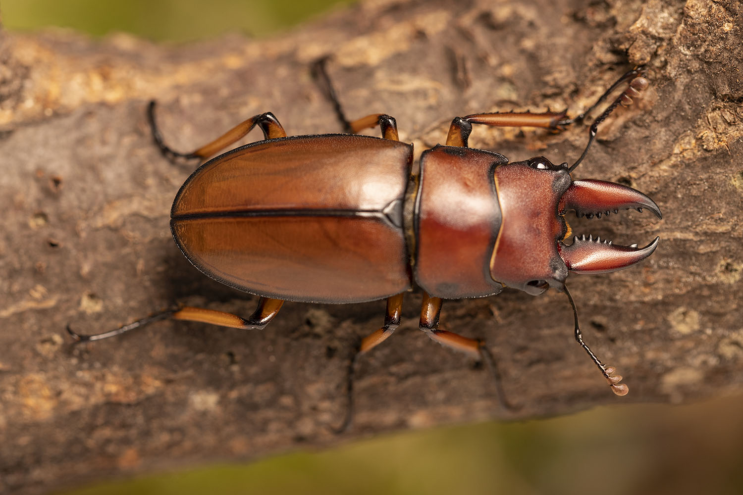 Prosopocoilus astacoides mizunumai