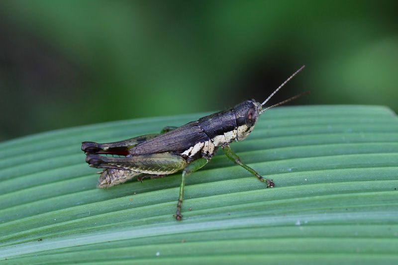 Pseudoxya diminuta 