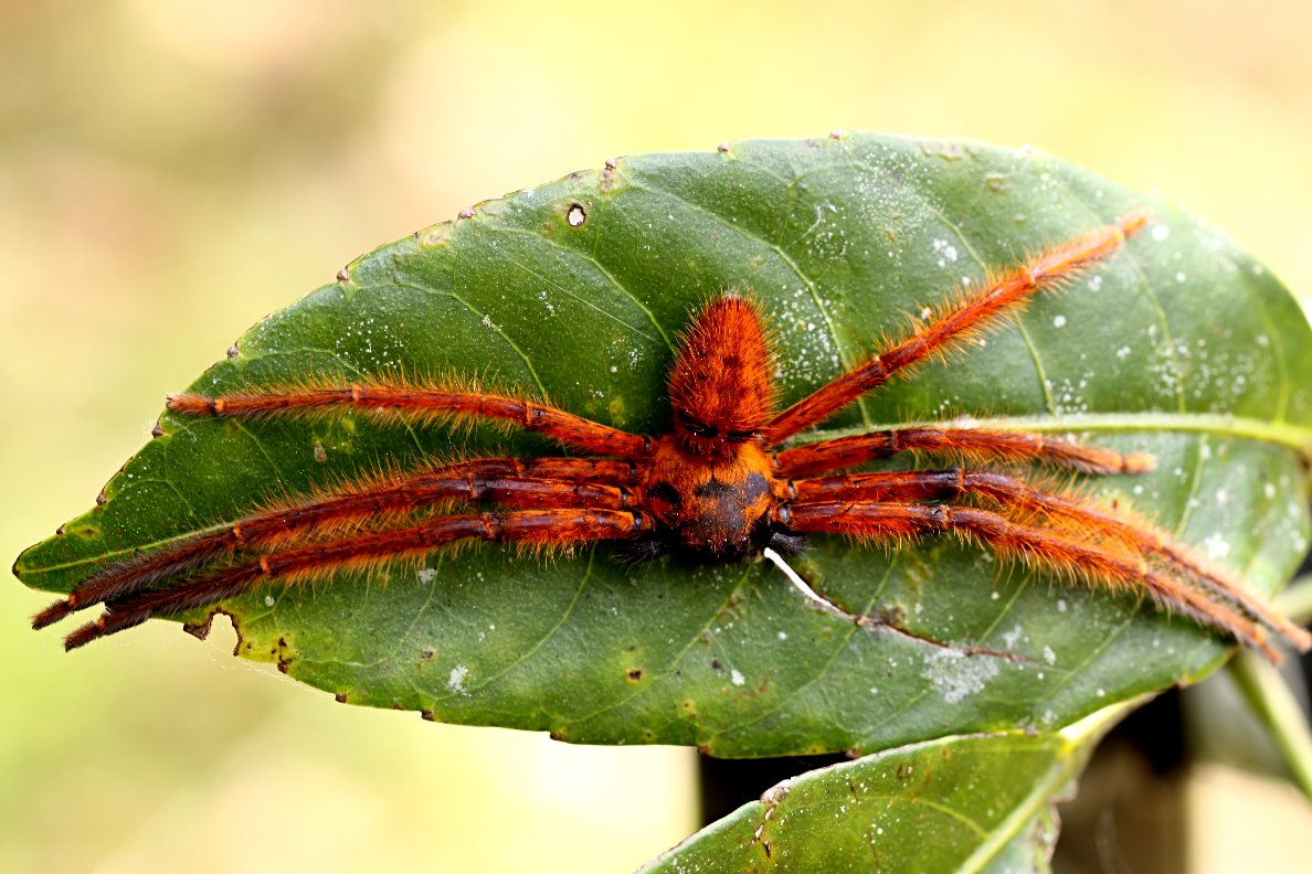 Rhitymna pinangensis 