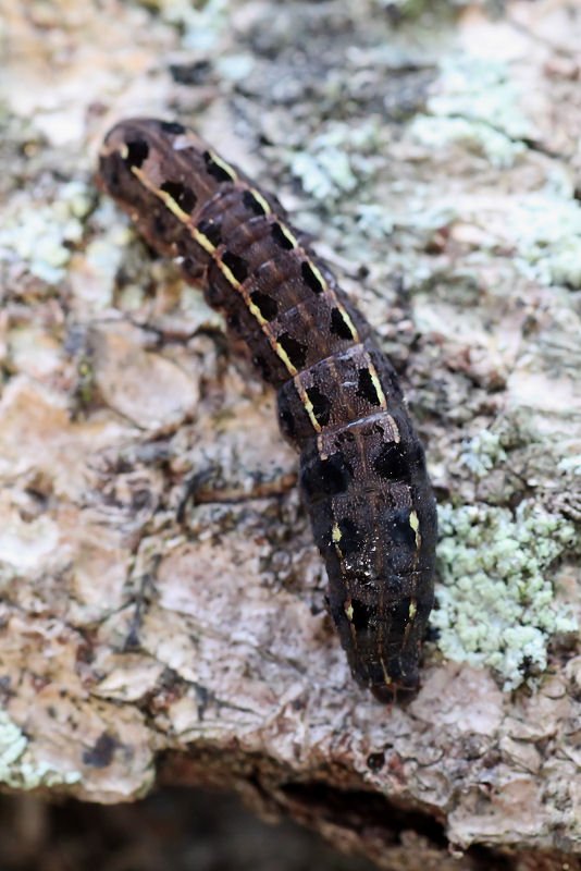 Spodoptera litura 