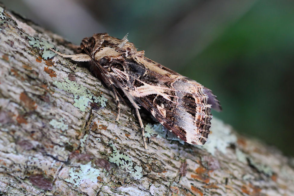 Spodoptera litura 