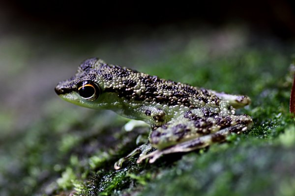 Staurois guttatus 