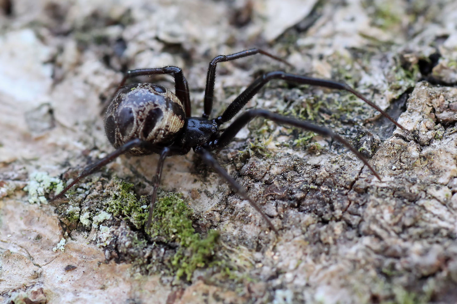 Steatoda nigrimaculata 