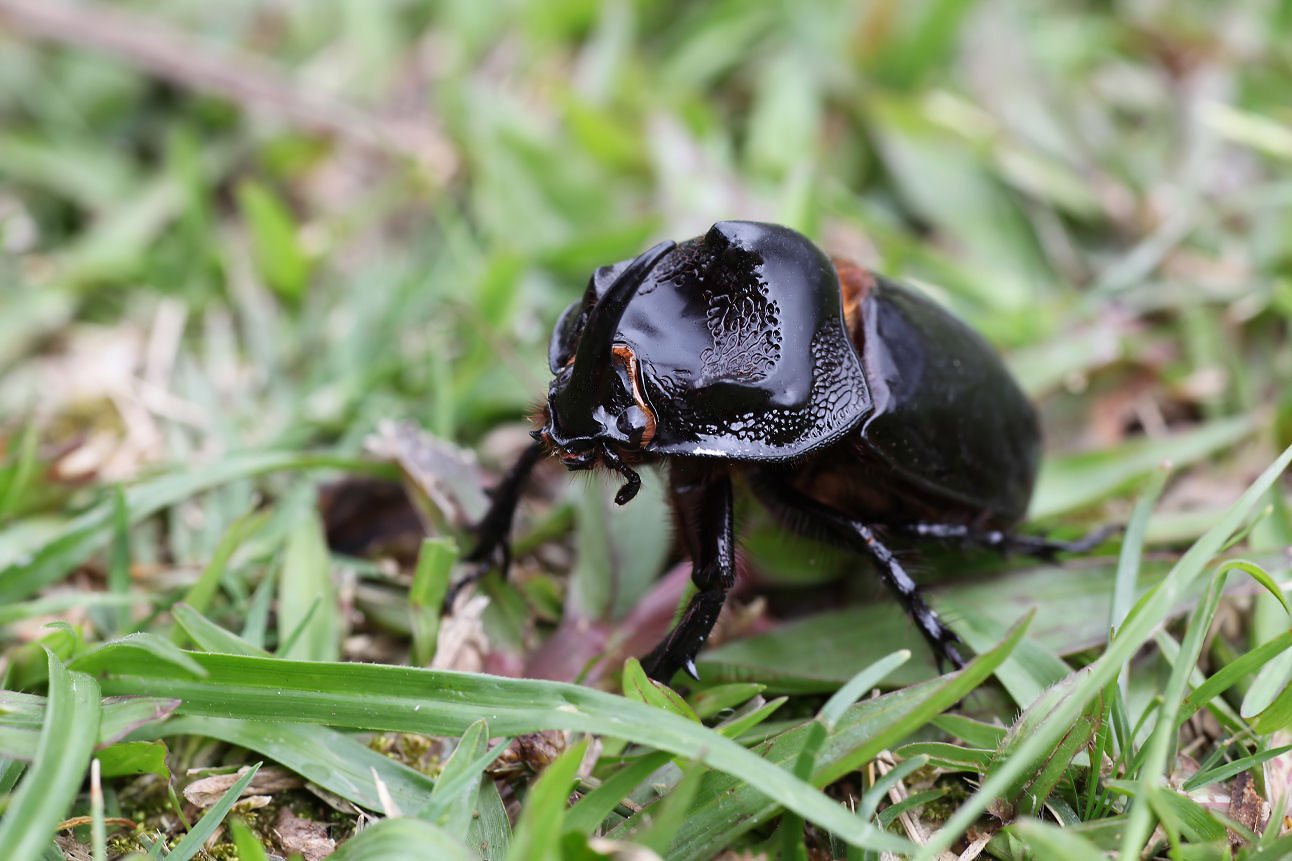 Trichogomphus lunicollis lunicollis