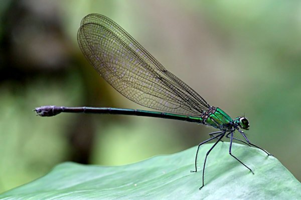 Vestalis amethystina 