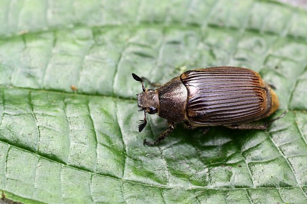 beetle unknown10 