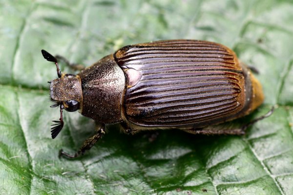 beetle unknown10 