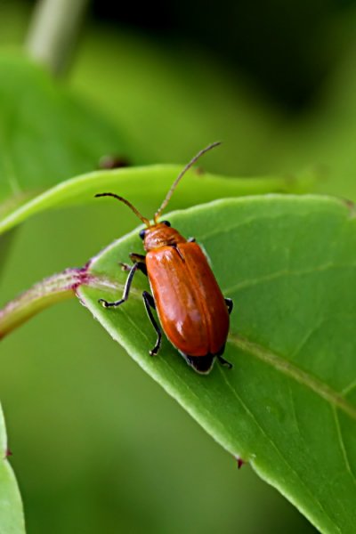 beetle unknown11 