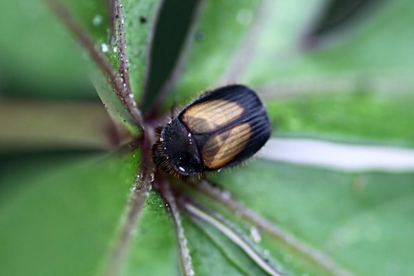 beetle unknown12 