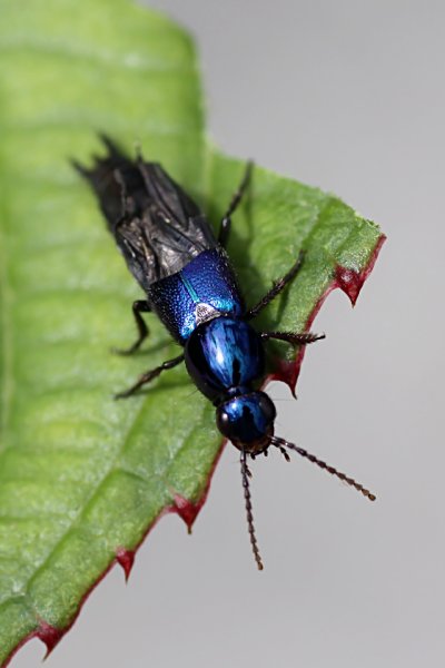 beetle unknown15 