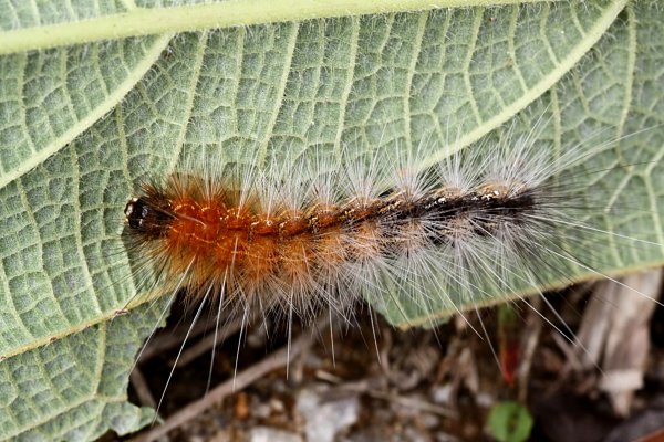 caterpillar unknown04 