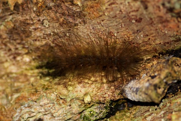 caterpillar unknown07 