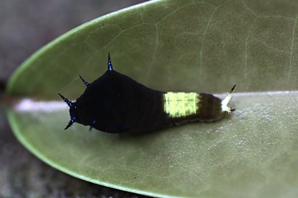 caterpillar unknown10 