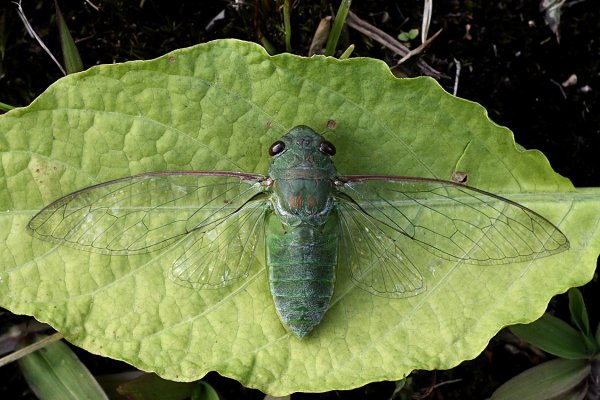 cicada unknown03 
