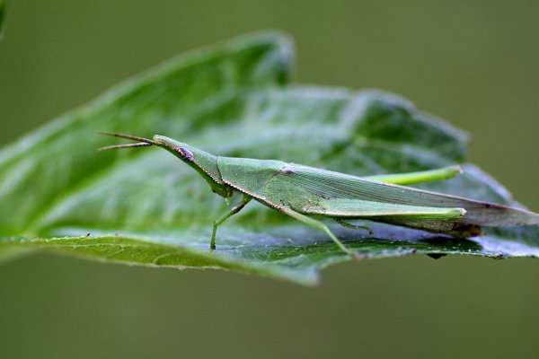 grasshopper unknown04 
