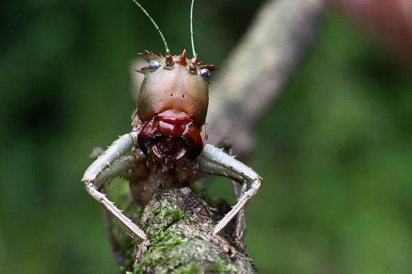 grasshopper unknown07 