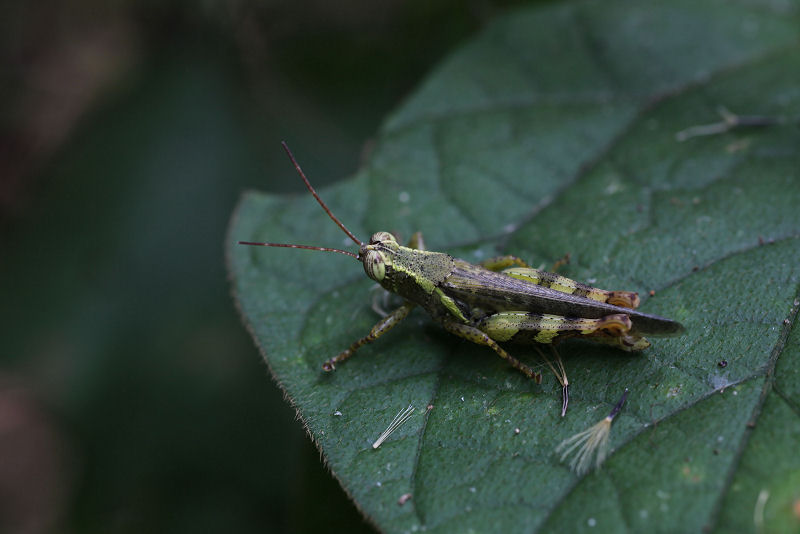 grasshopper unknown26 