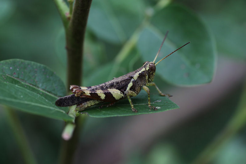 grasshopper unknown26 