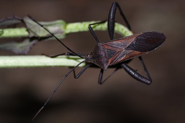 heteroptera unknown08 