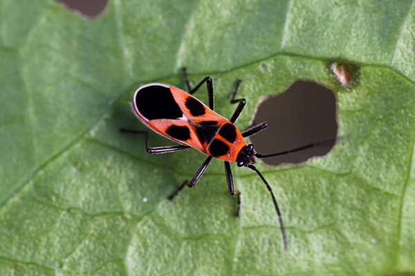 heteroptera unknown11 