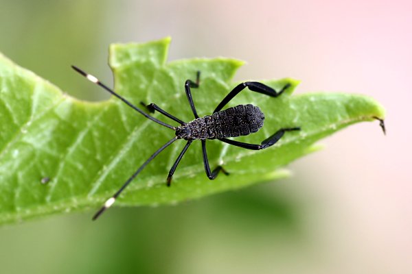 heteroptera unknown13 