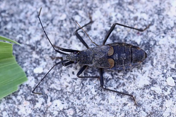 heteroptera unknown15 