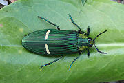 Chrysochroa opulenta 