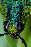 Chrysochroa opulenta