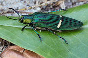 Chrysochroa opulenta