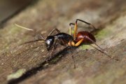 Dinomyrmex gigas borneensis