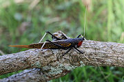 Macroxiphus sumatranus siamensis