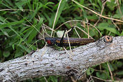 Macroxiphus sumatranus siamensis