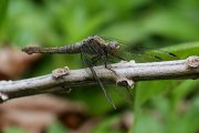 Orthetrum testaceum 