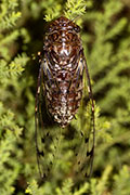 Platylomia flavida 